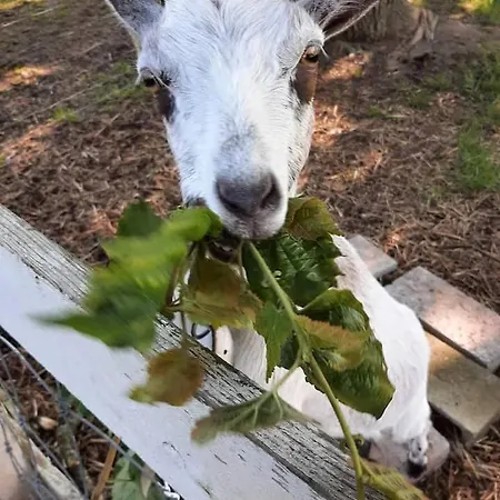 Angebelle Hébergement de vacances Taisnieres-en-Thierache